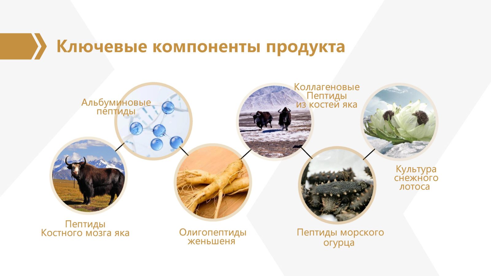 Пятипептидная формула БАЙЧЖЭНЬЦАО — Снежный лотос