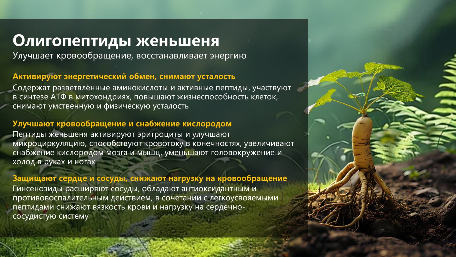 Пятипептидная формула БАЙЧЖЭНЬЦАО — Снежный лотос