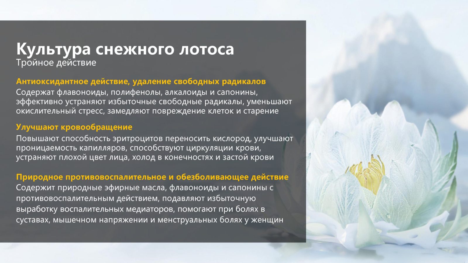 Как остановить старение организма - культура Снежного лотоса